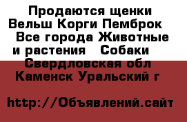 Продаются щенки Вельш Корги Пемброк  - Все города Животные и растения » Собаки   . Свердловская обл.,Каменск-Уральский г.